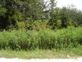 SE 33 Ter., Summerfield, FL 34491