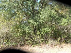 NE 65 Ct., Citra, FL 32113