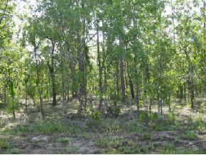 NE 150 Ave., Williston, FL 32696