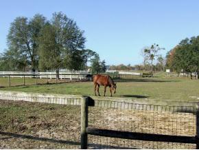 11090 SW 27 Ave., Ocala, FL 34476
