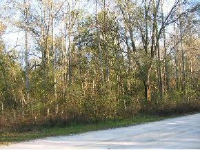 NW 142 Ct Rd., Williston, FL 32696