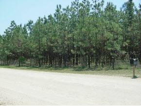 SE 53 Ln., Morriston, FL 32668