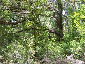 SE 131 Ln., Belleview, FL 34420