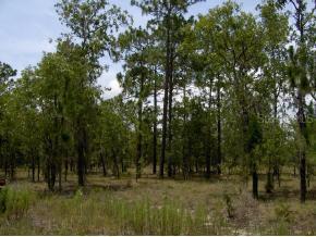 NE 11 Pl., Williston, FL 32696