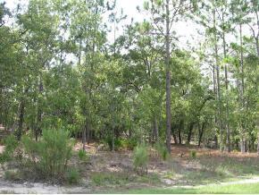 SW 135 Ave., Ocala, FL 34482