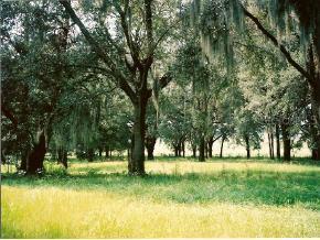 NW 150th Ave., Morriston, FL 32668