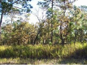Locust Pass Loop, Ocala, FL 34472