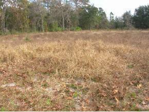 Marion Oaks Ln., Ocala, FL 34473