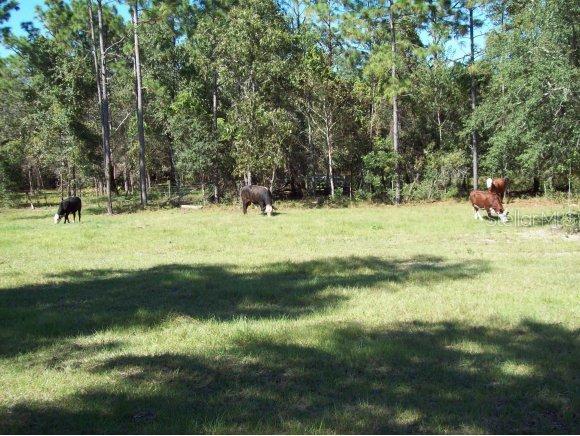 4524 SW 162 Ter., Ocala, FL 34481