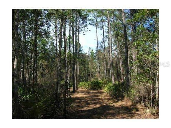 Little Orange Creek Null Rd., Orange Springs, FL 32182