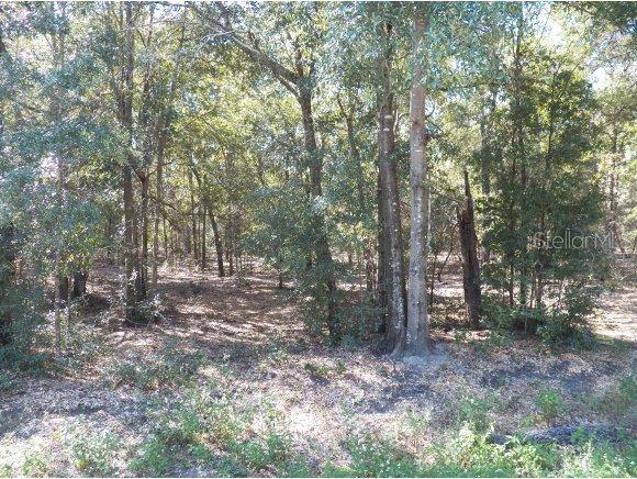 SE 161 St., Summerfield, FL 34491