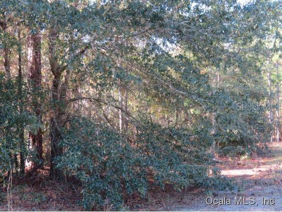 00 SE 3 St., Williston, FL 32696