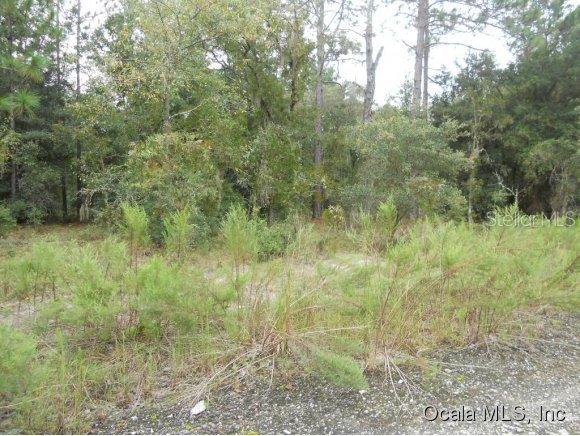 NE 154 Ave., Williston, FL 34434