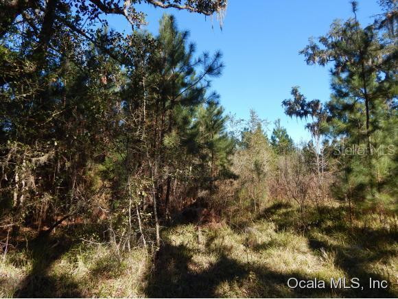 18601 NW 160th Ave., Williston, FL 32696