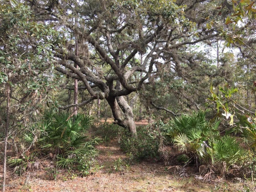 tbd NE Tbd 40th St., Williston, FL 32696