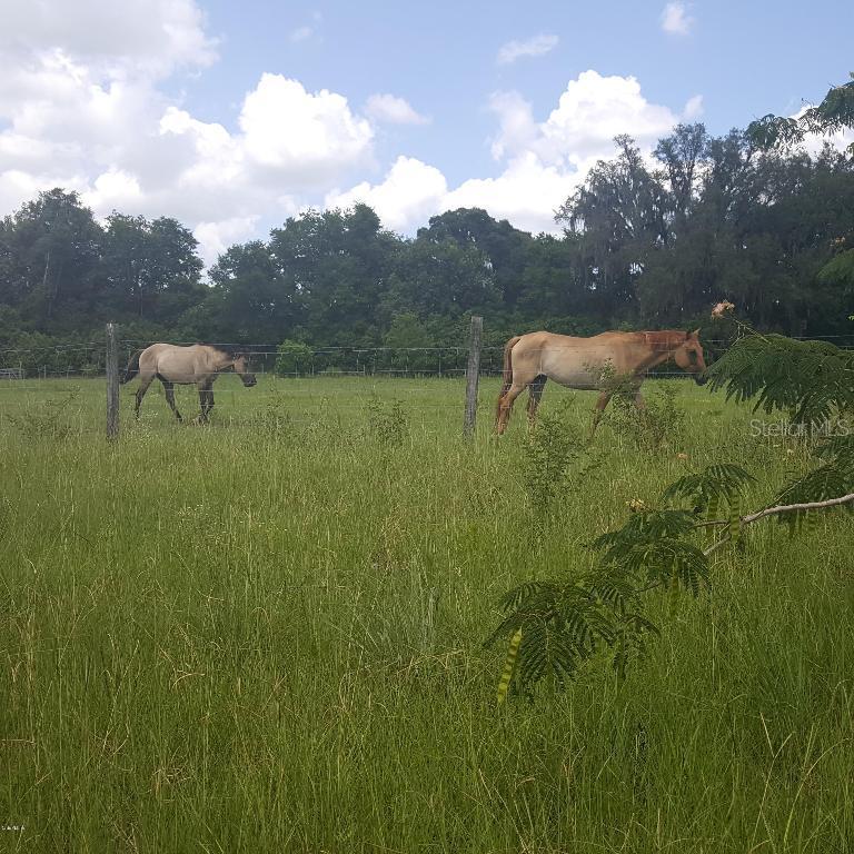5231 SE 145th St., Summerfield, FL 34491