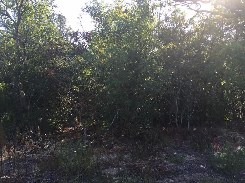 Pine Radial Run, Ocala, FL 34472