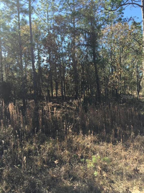 15671 NE 5th St., Williston, FL 32696