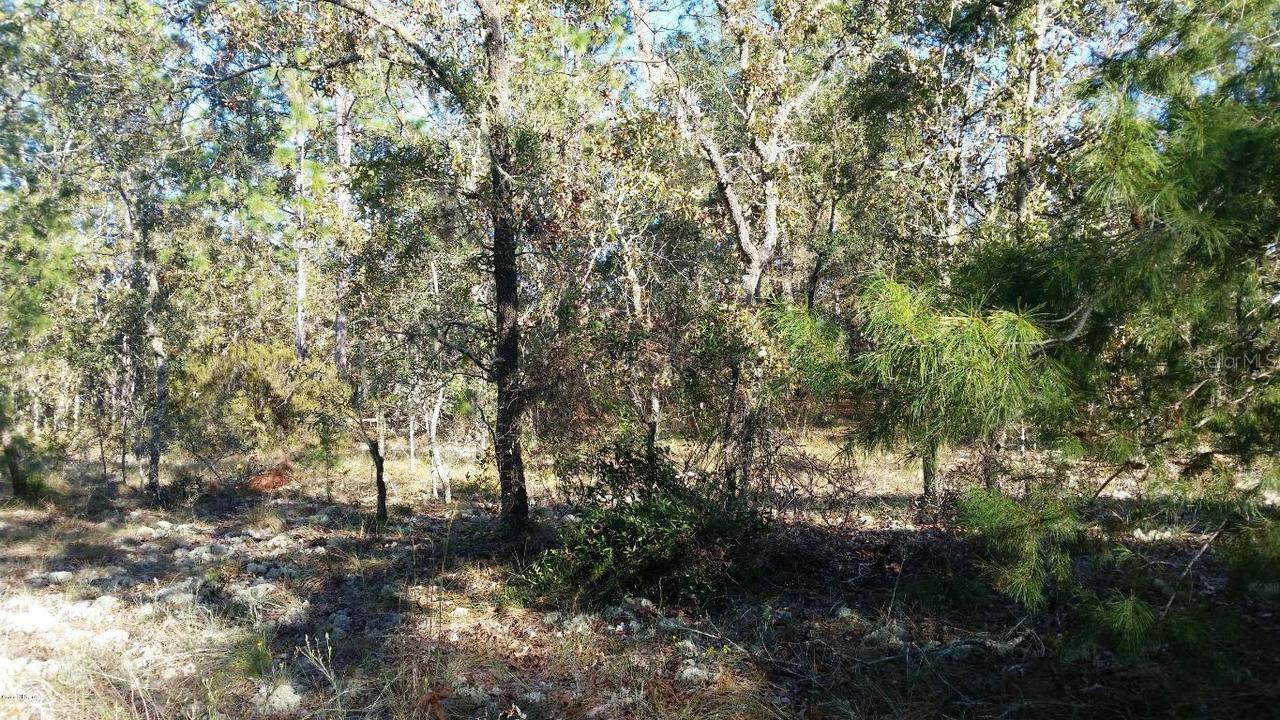NE 147 Ter., Williston, FL 32696
