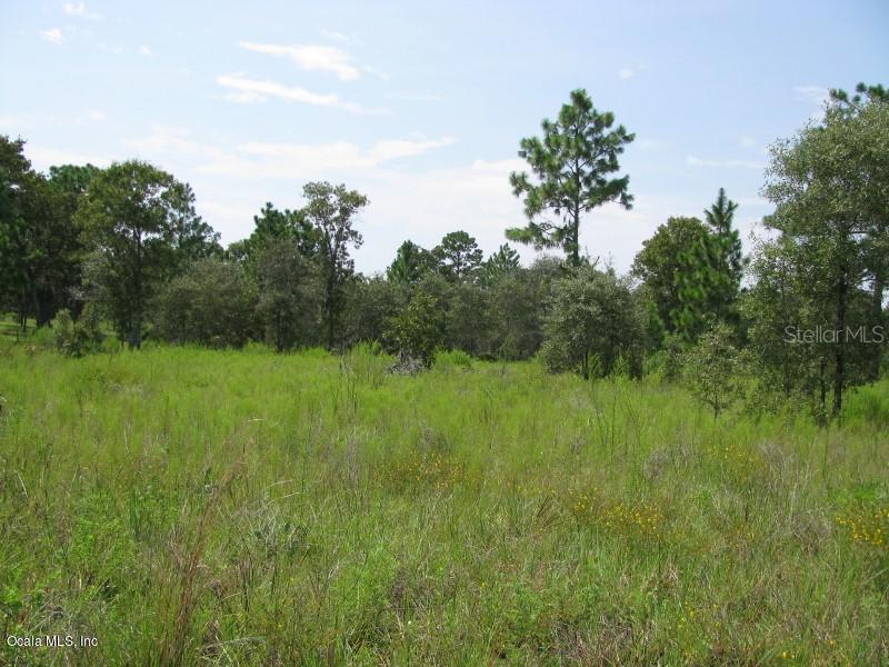 NE 125 Ct., Williston, FL 32696