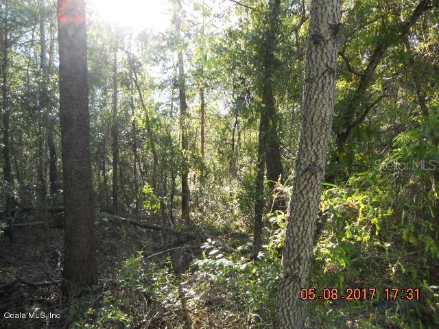 TBD NE 135th Ter., Williston, FL 32696