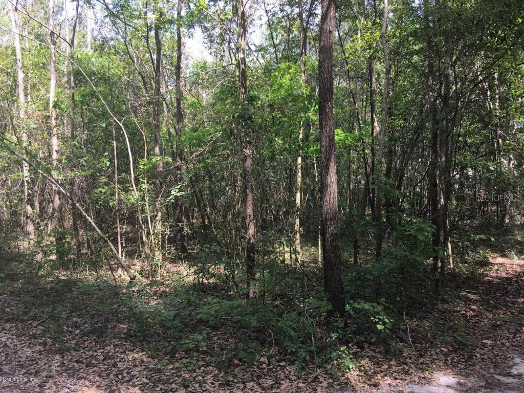 LOT 10 SW Lot 10 4 St., Williston, FL 32696