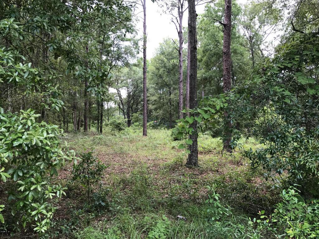 TBD NE 140th Ct., Williston, FL 32696