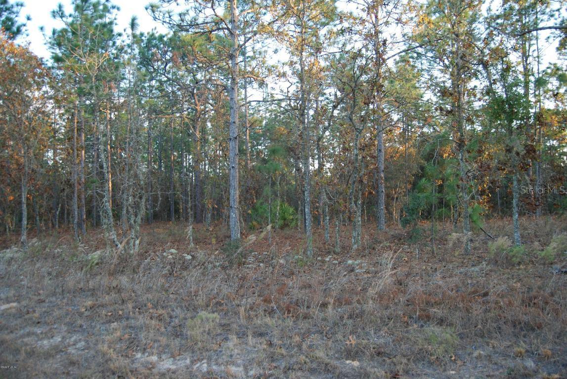 SW 66 St., Ocala, FL 34481