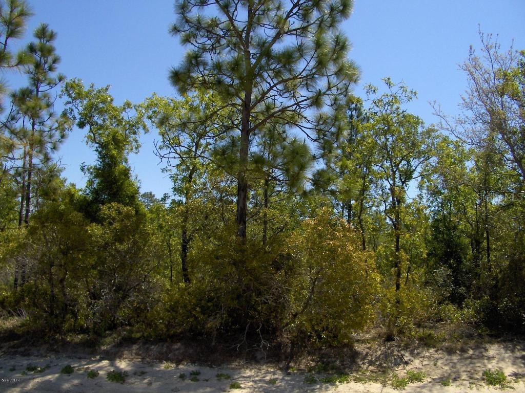 NE 61 Ln., Williston, FL 32696