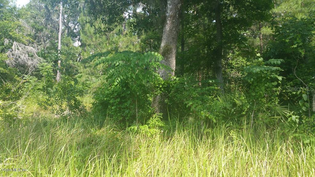 SE 64 Ct., Summerfield, FL 34491