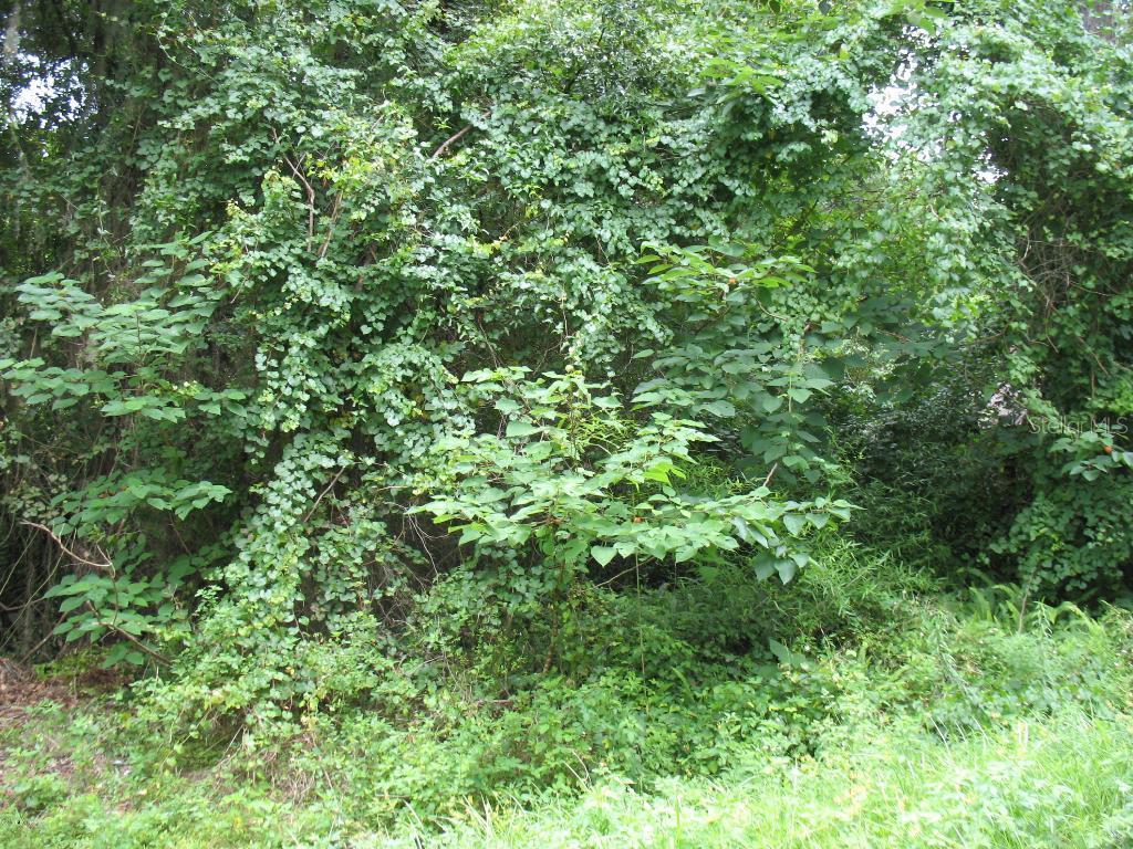 SW 61 Place Rd., Ocala, FL 34481