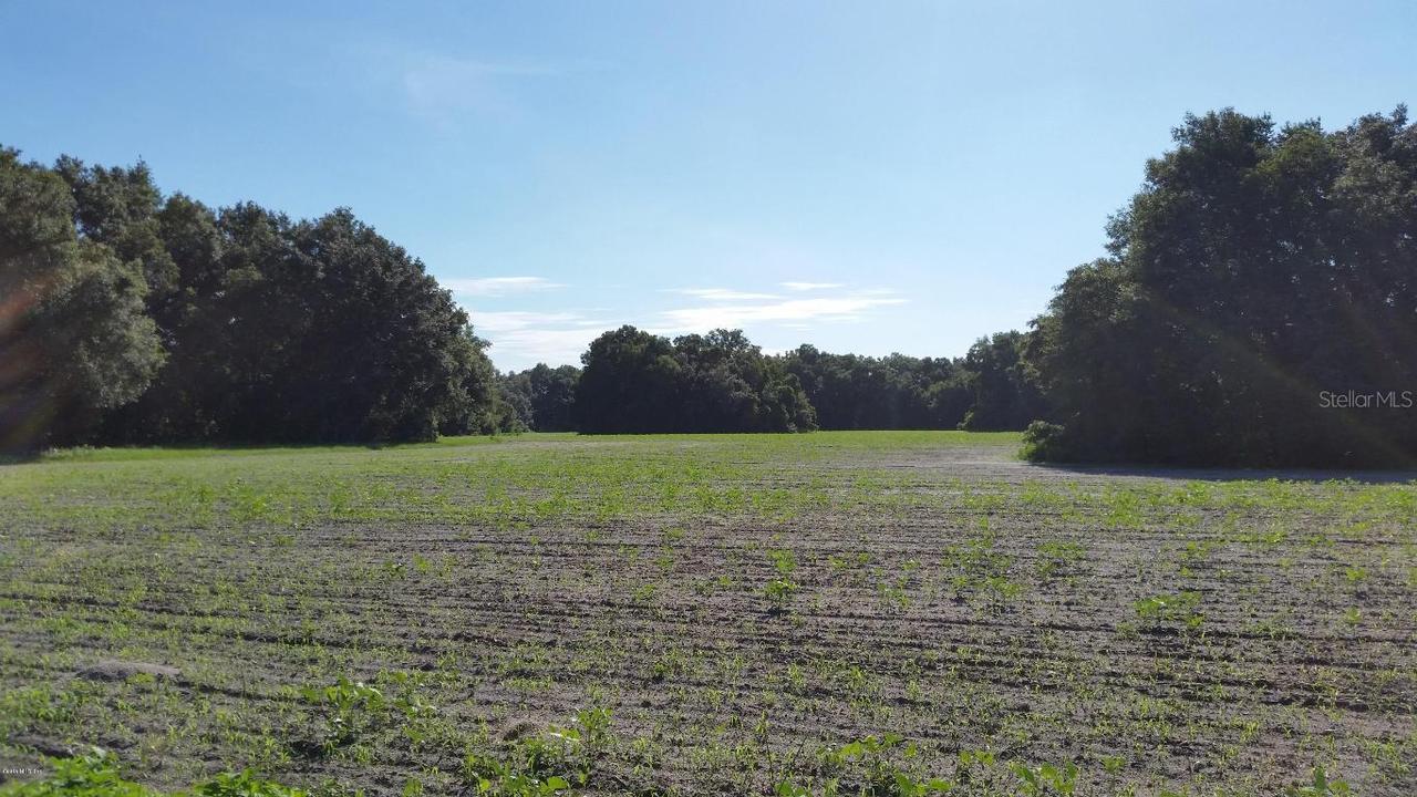 Sr 41, Williston, FL 32696