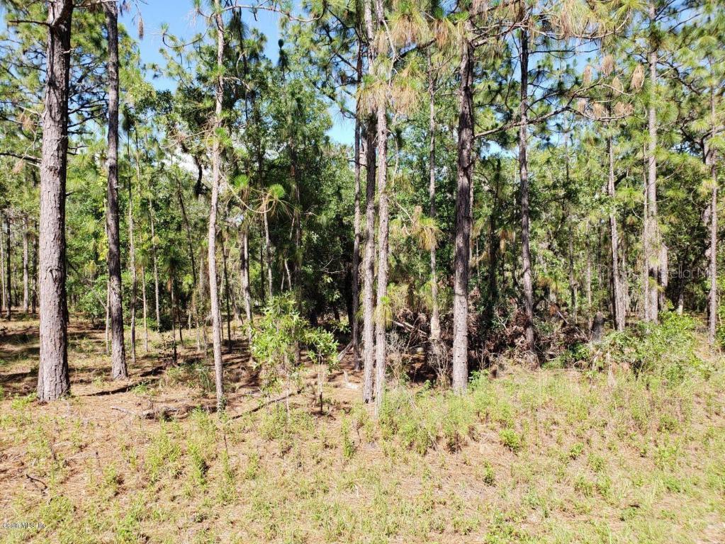 TBD Locust Lane Dr., Ocala, FL 34472
