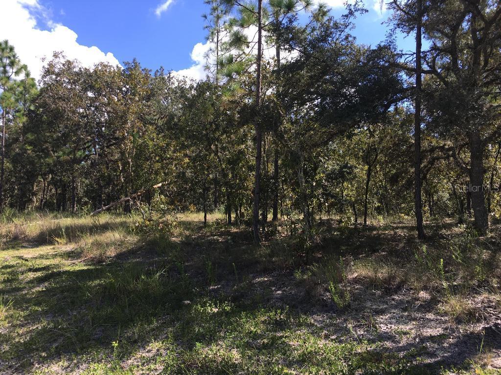 TBD NE 2nd St., Williston, FL 32696