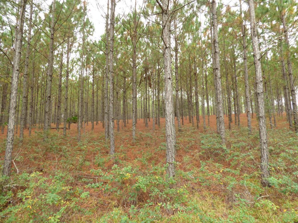 000 NE 145 Ave., Williston, FL 32696