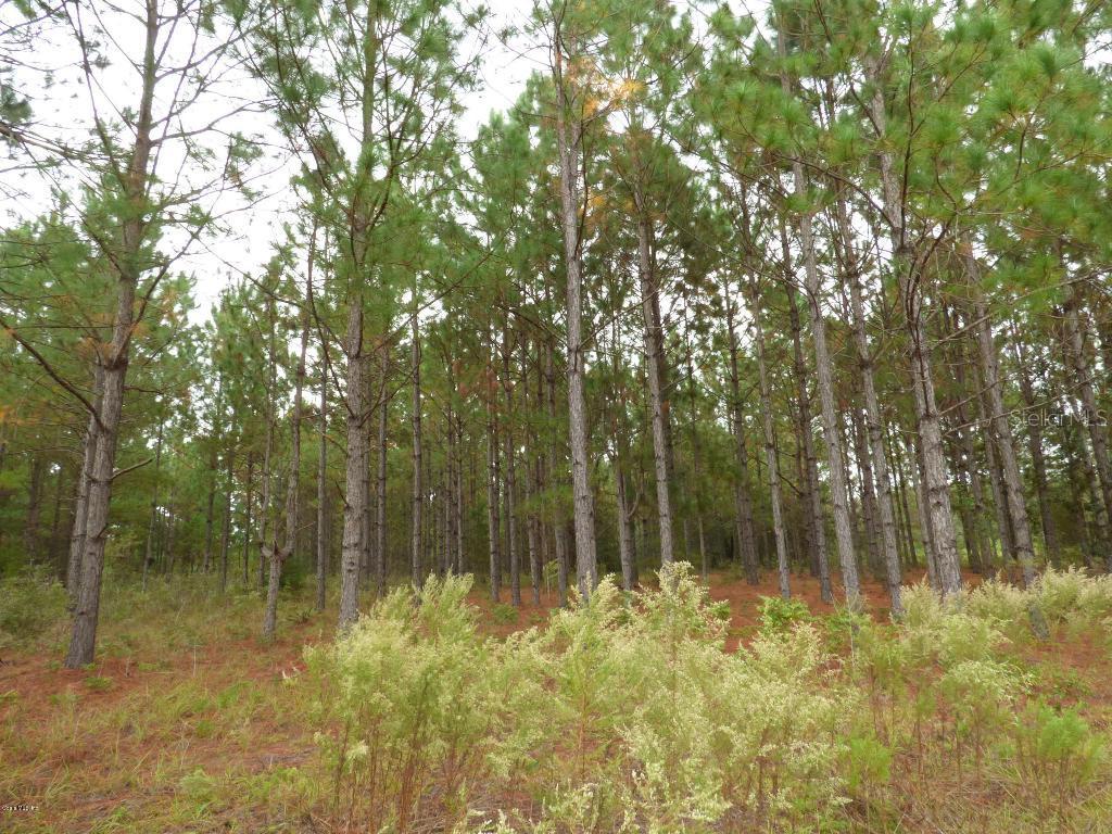 00 NE 40 St., Williston, FL 32696