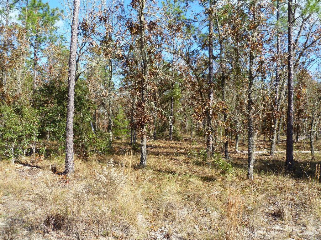 TBD NE 139th Ave., Williston, FL 32696