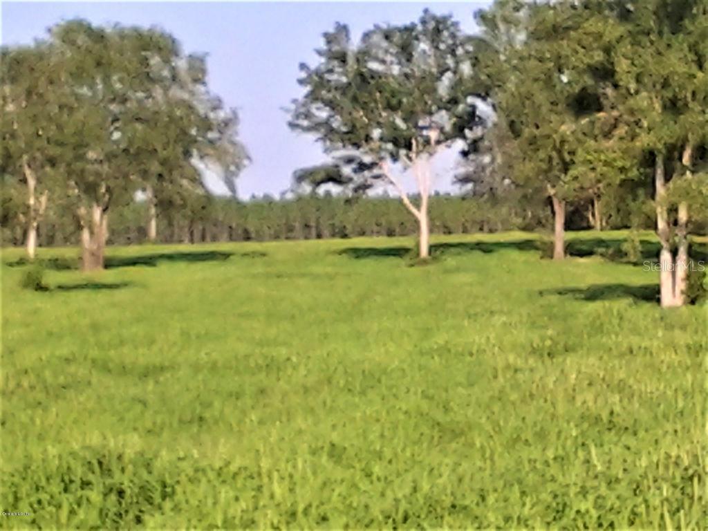 NE 75 St., Williston, FL 32696