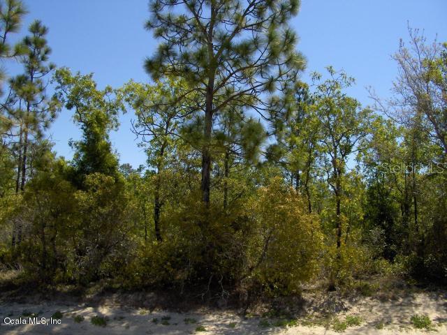 Lot 13 NE 16th Place, Williston, FL 32696