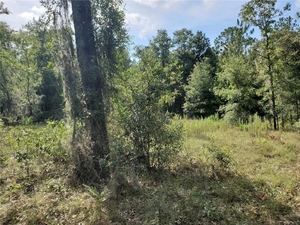 TBD E Levy St., Williston, FL 32696