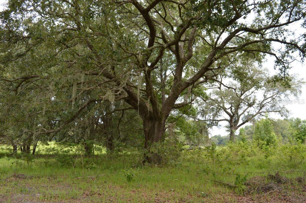 7290 NE 150 Ave., Williston, FL 32696