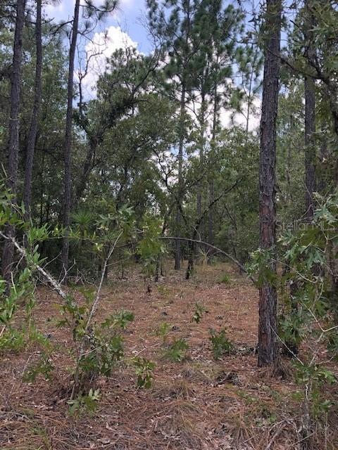 TBD NE 150 Ct., Williston, FL 32696