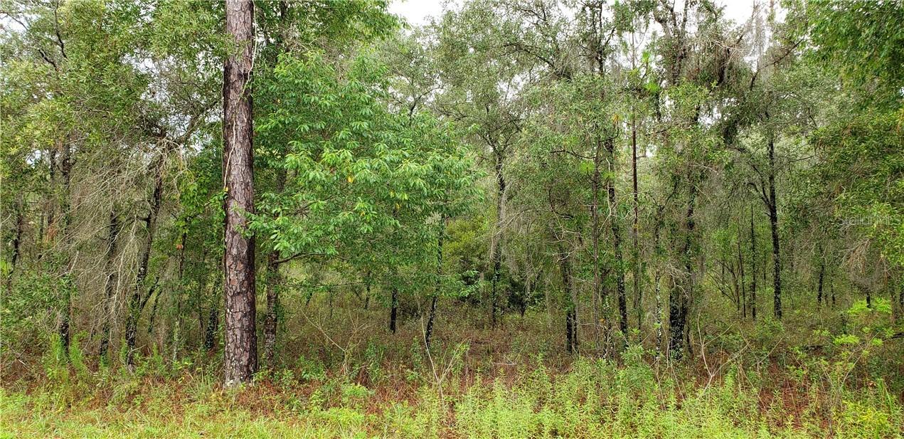Lot 24 NE 149 Ct., Williston, FL 32696