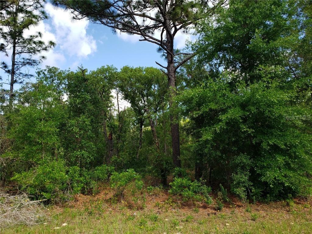 NE 3rd Pl., Williston, FL 32696
