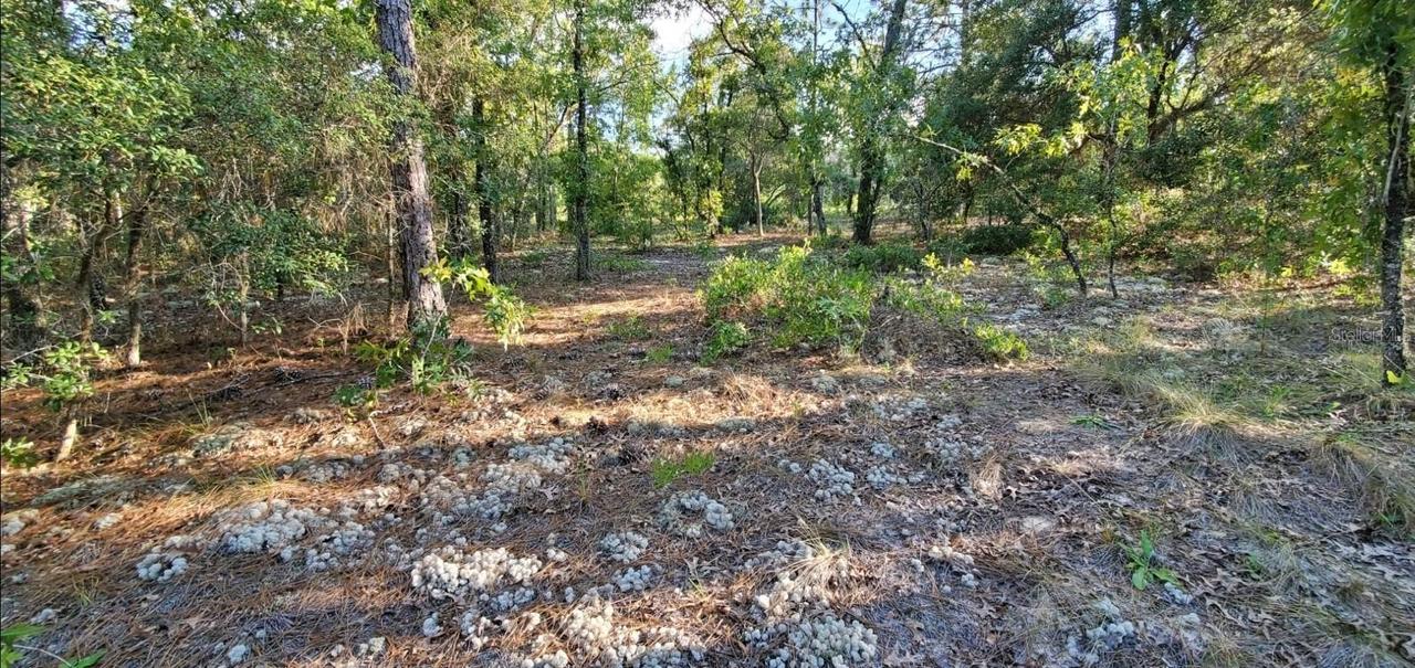 SE Locust Loop Pl., Ocala, FL 34472