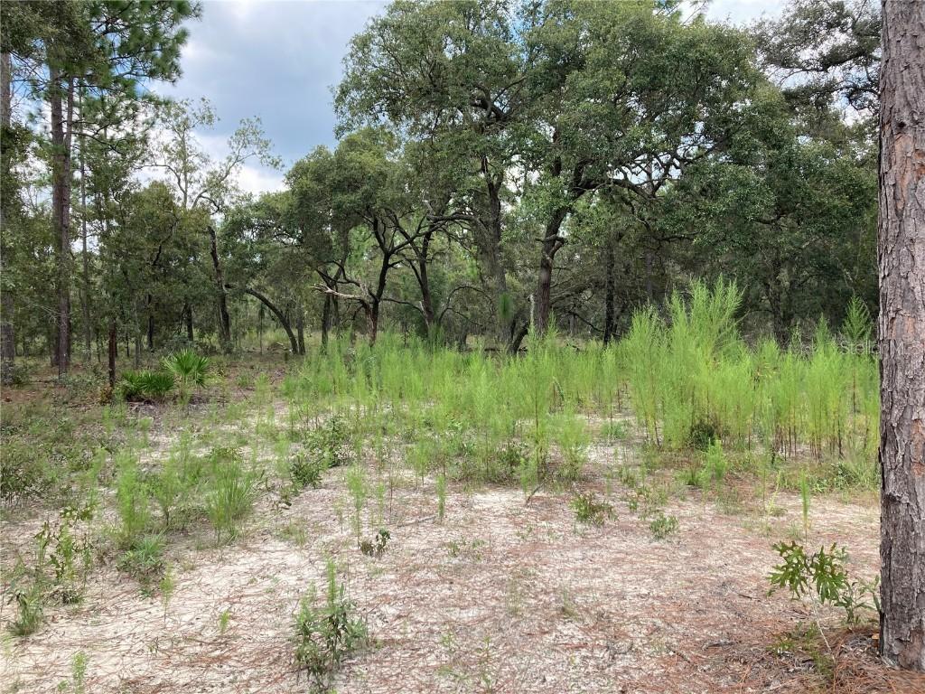 TBD SE 122 Ave., Morriston, FL 32668