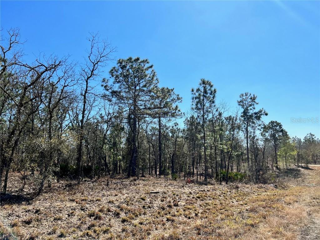 SE 134 Ter., Williston, FL 32696