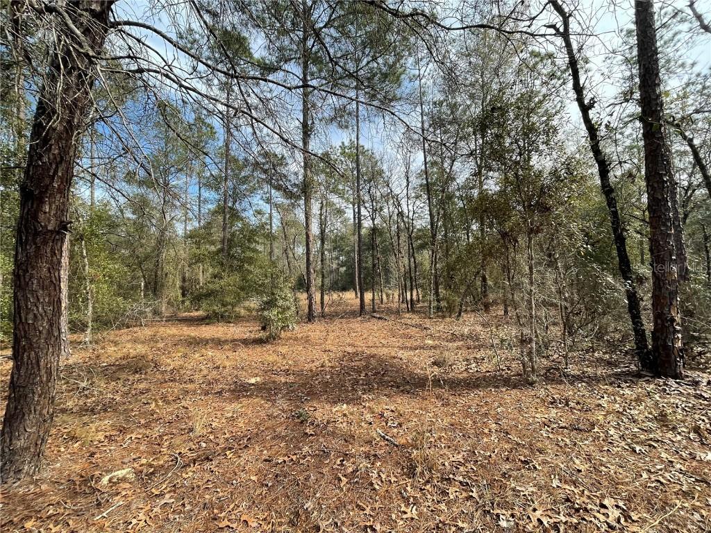 6650 NE 139th Ave., Williston, FL 32696