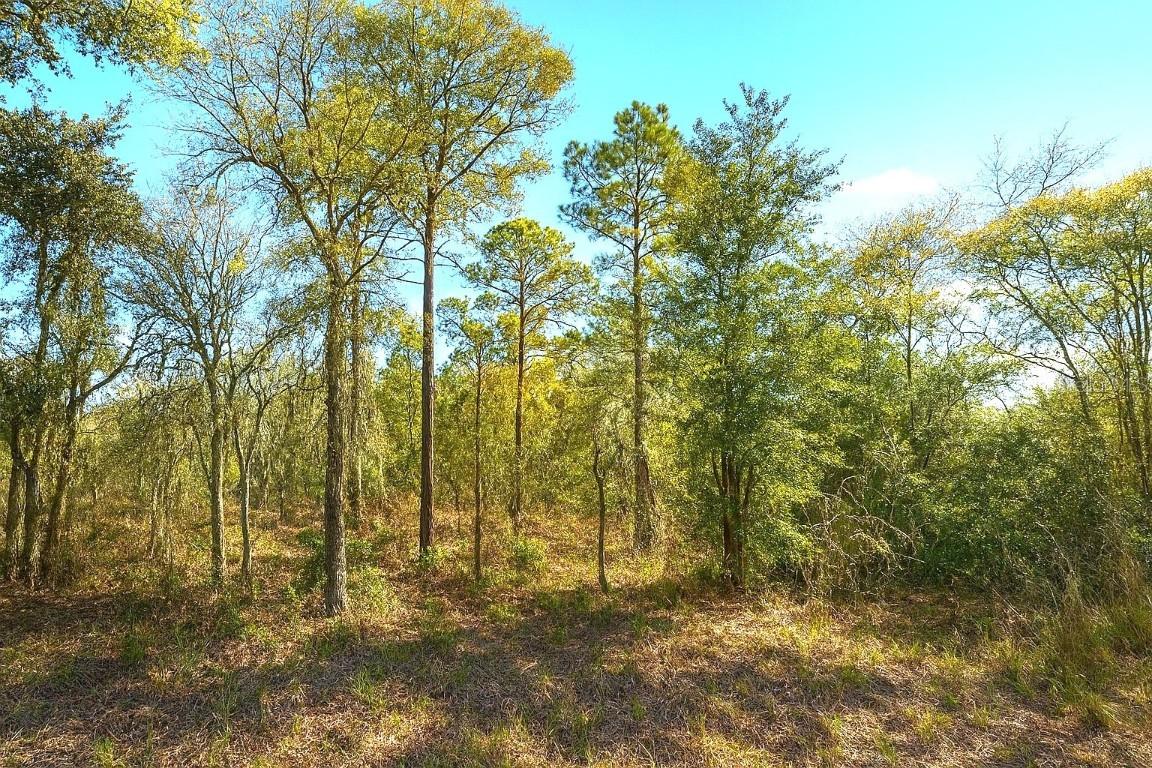 00 NE 122nd Ave., Williston, FL 32696