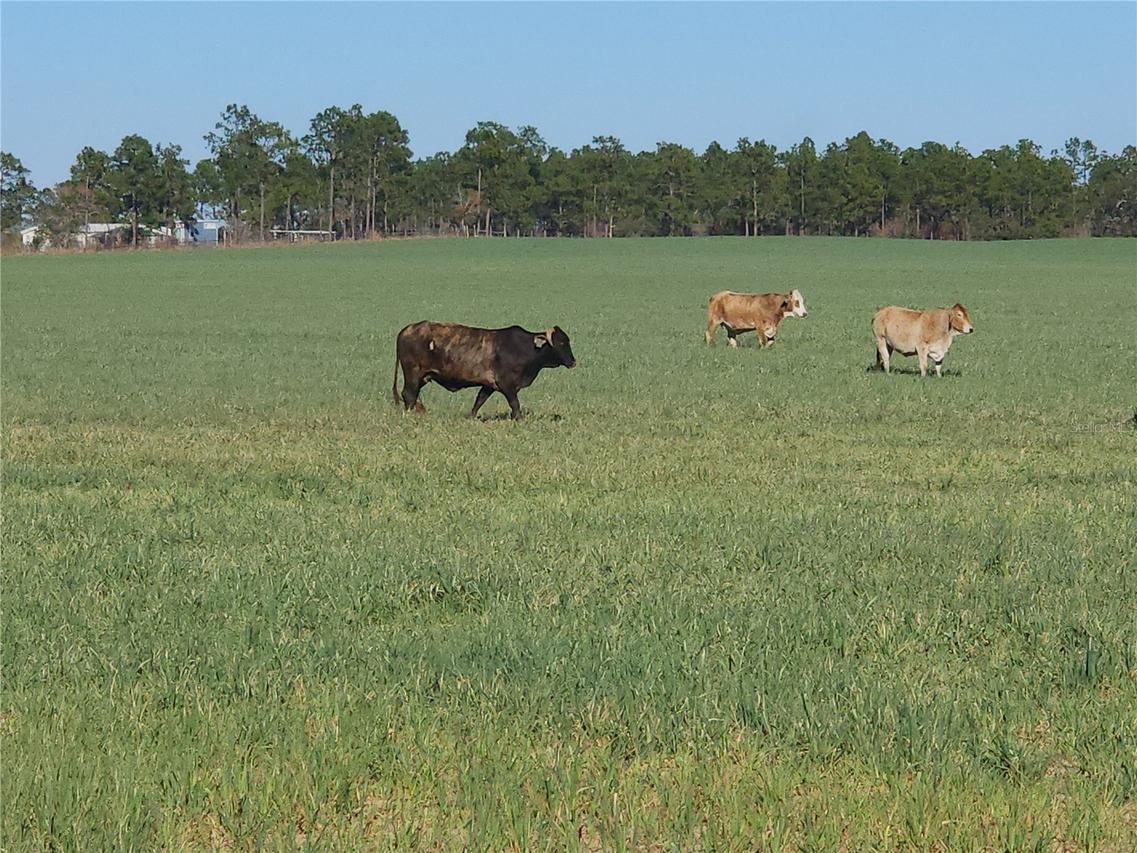 Blk 35, Lot 25 NW Buena Vista Rd., Dunnellon, FL 34431